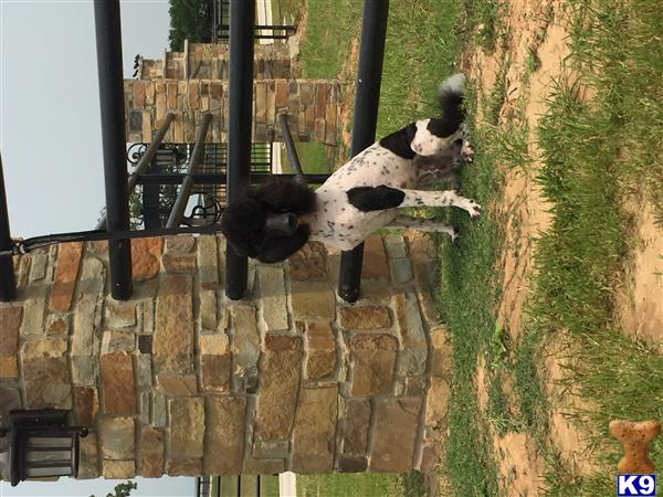 northtexaspuppies Picture 2